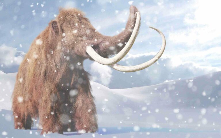 Ice Age Party | Ultimate games, activities and decorations!