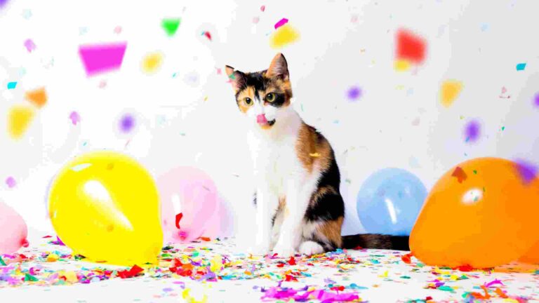 CUTEST DIY Kitten theme birthday party!